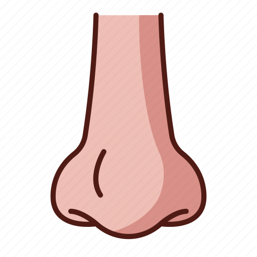 Nose, medical, smell, organ, anatomy icon - Download on Iconfinder