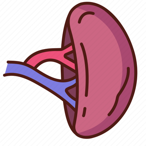 Spleen, medical, anatomy, organ, anatomical icon - Download on Iconfinder