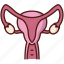 uterus, gynecology, woman, medical, ovary 
