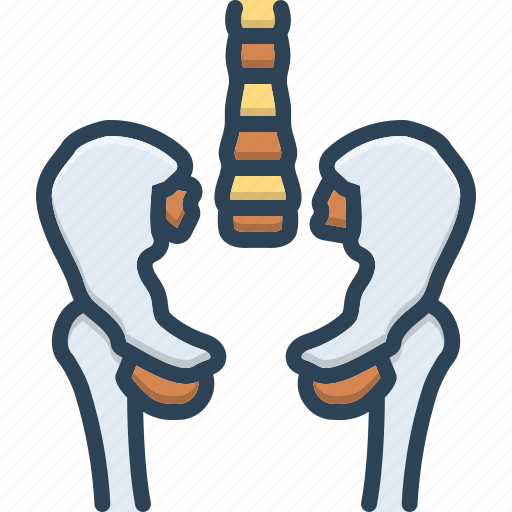 Bone, femur, hip, human, joint, pelvis, skeleton icon - Download on Iconfinder