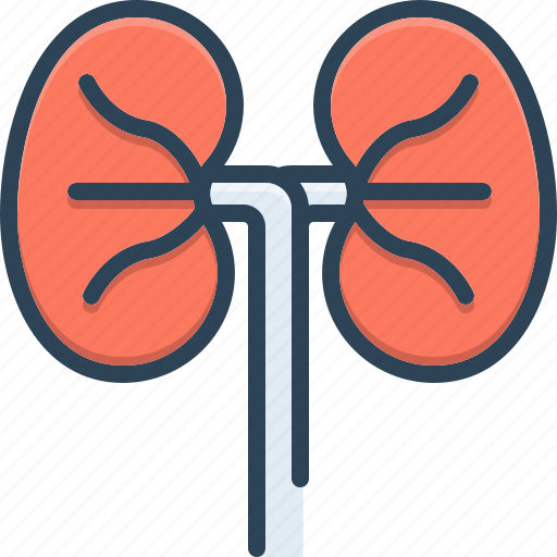 Anatomy, biology, healthy, kidneys, medical, ureters, urology icon - Download on Iconfinder