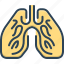breath, bronchi, human, lungs, pulmonary, respiratory, trachea 