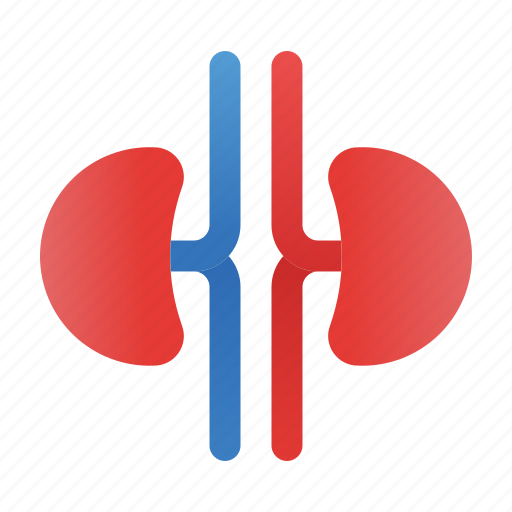 Human, body, kidneys icon - Download on Iconfinder