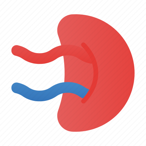 Human, body, spleen icon - Download on Iconfinder