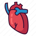 anatomy, body, heart, medical, organ