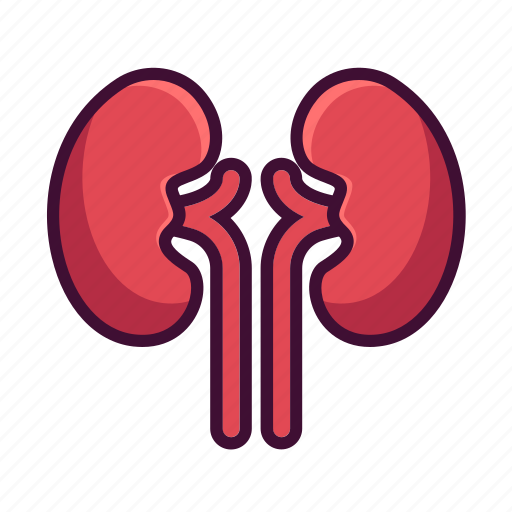 Anatomy, body, kidneys, medical, organ icon - Download on Iconfinder