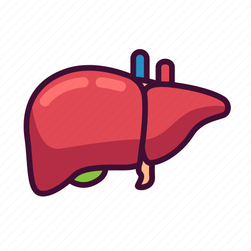 Anatomy, body, liver, medical, organ icon - Download on Iconfinder