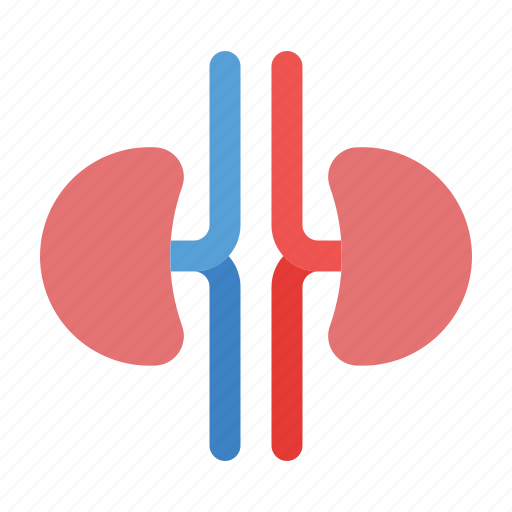 Human, body, kidneys icon - Download on Iconfinder
