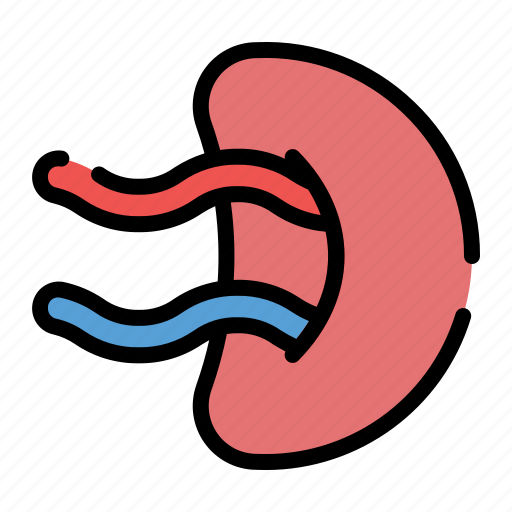 Human, body, spleen icon - Download on Iconfinder