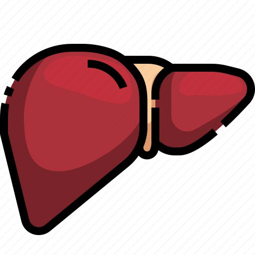 Anatomy, body, liver, organ, organ0a, parts icon - Download on Iconfinder
