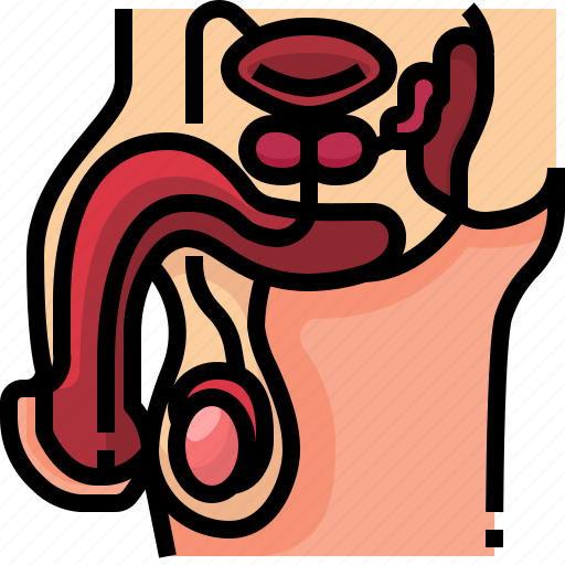 Anatomy, body, medical, organ, part, reproduction, reproductive icon - Download on Iconfinder