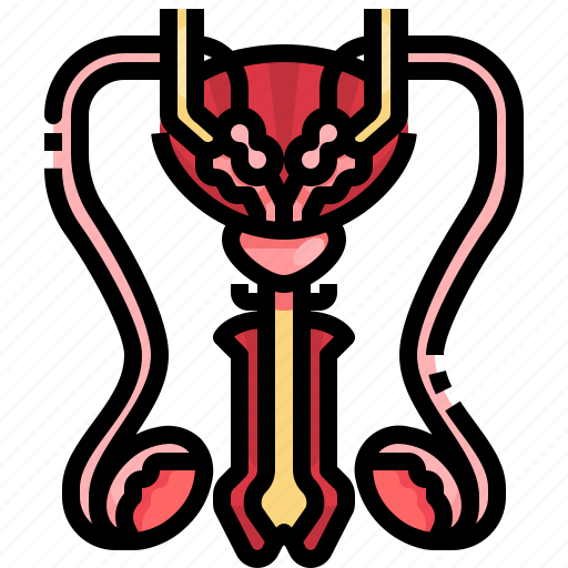 Anatomy, body, medical, organ, part, reproduction, reproductive icon - Download on Iconfinder