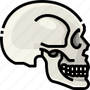 anatomy, body, bone, part, skeleton, skull