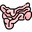 colon, digestion, intestine, organ, small