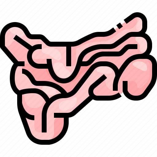 Colon, digestion, intestine, organ, small icon - Download on Iconfinder