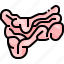 colon, digestion, intestine, organ, small 