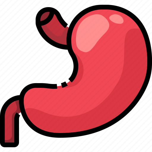 Anatomy, body, digestion, digestive, organ, parts, stomach icon - Download on Iconfinder