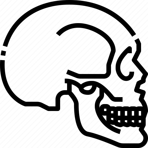 Anatomy, body, bone, part, skeleton, skull icon - Download on Iconfinder