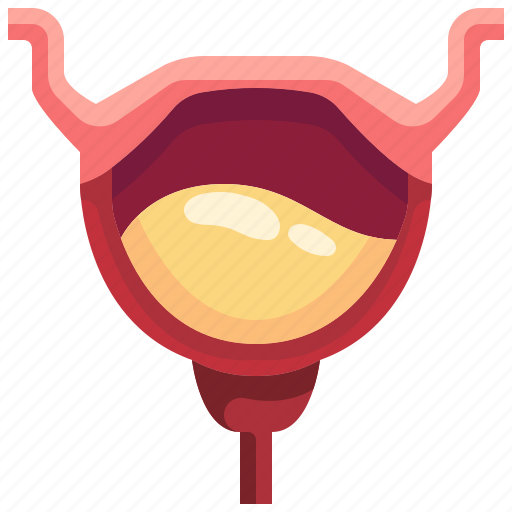 Anatomy, bladder, medical, organ icon - Download on Iconfinder