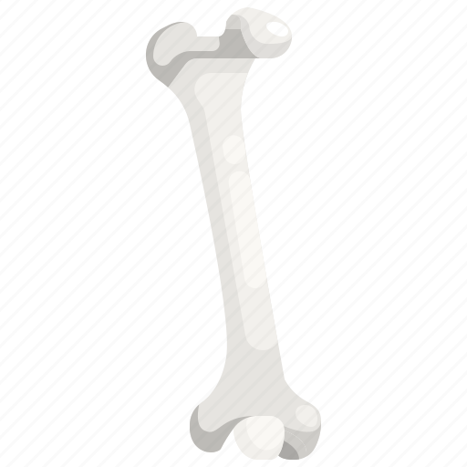 Anatomy, bone, joint, knee icon - Download on Iconfinder