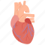 heart, organ, arteries, veins, blood 
