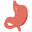 stomach, digestive, system, esophagus, body, part, human, organ 