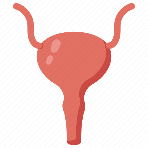 Bladder, urine, bag, anus, function, urology, urinary icon - Download on Iconfinder