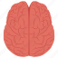 brain, upper, view, nerves, nervous, system, cerebrum, forebrain, midbrain, hindbrain 