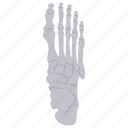 foot, bones, metatarsals, phalanges, talus, sesamoid