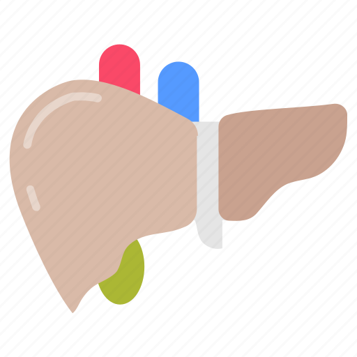 Liver, pancreas, health, enzymes, function icon - Download on Iconfinder