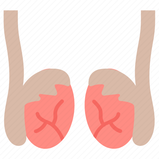 Testicles, male, part, body, parts, reproductive, gonads icon - Download on Iconfinder