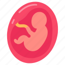 fetus, baby, pregnancy, embryo, ultrasound, fetal, monitoring, stage