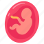 fetus, baby, pregnancy, embryo, ultrasound, fetal, monitoring, stage 