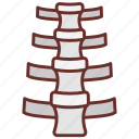 spinal, cord, marrow, bone, spine, vertebral, column