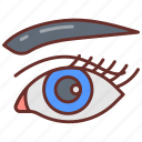 eye, eyeball, eyelash, eyebrow, body, part, sensory, organ