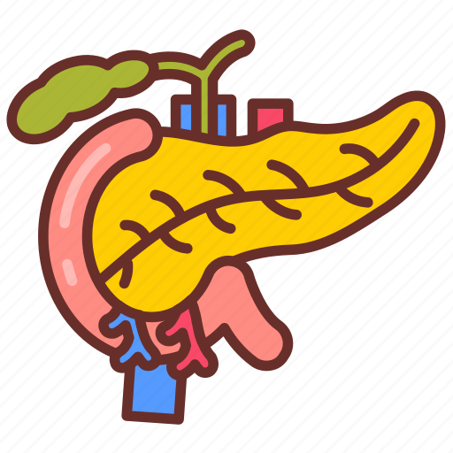 Pancreas, digestive, system, endocrine, pancreatic, enzymes, hormones icon - Download on Iconfinder