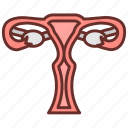 uterus, womb, female, organs, reproductive, system, gynecology, gonads, ovaries