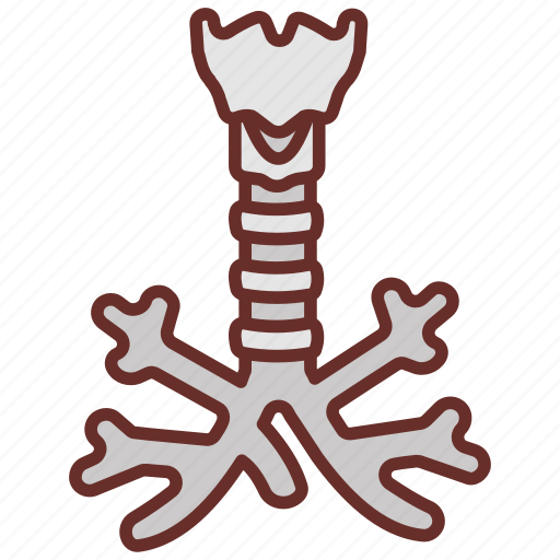 Trachea, windpipe, pharynx, respiratory, system, tracheal, stenosis icon - Download on Iconfinder