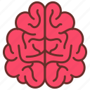 brain, upper, view, front, brian, cerebellum, anatomy