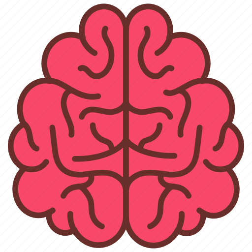 Brain, upper, view, front, brian, cerebellum, anatomy icon - Download on Iconfinder