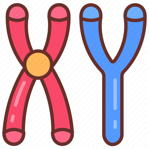 Masculine, chromosomes, sry, gene, male, sex, child icon - Download on Iconfinder
