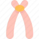 acrocentric, chromosome, centromere, position, humans