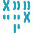 karyotype, chromosomes, appearance, pairing, ordering
