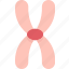 metacentric, chromosome, centromere, middle, position 