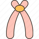 acrocentric, chromosome, centromere, position, humans