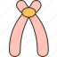 acrocentric, chromosome, centromere, position, humans 