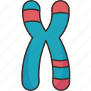 chromosome, dna, genome, structure, human