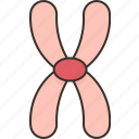 metacentric, chromosome, centromere, middle, position