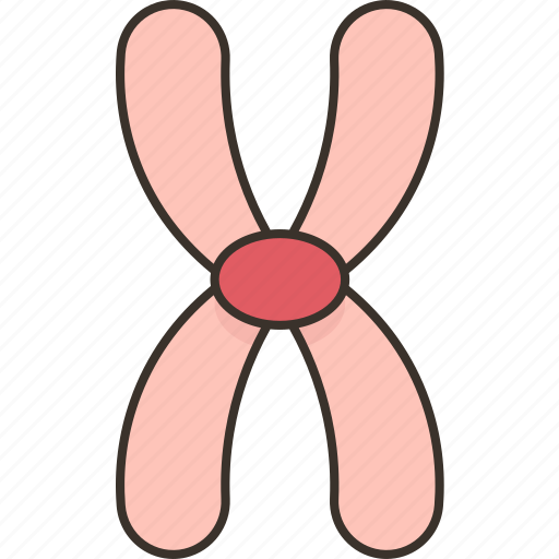Metacentric, chromosome, centromere, middle, position icon - Download on Iconfinder