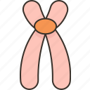 submetacentric, chromosome, centromere, unequal, structure